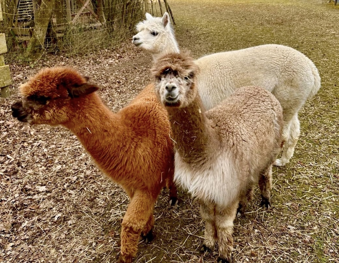 Tiere am Seminarhaus